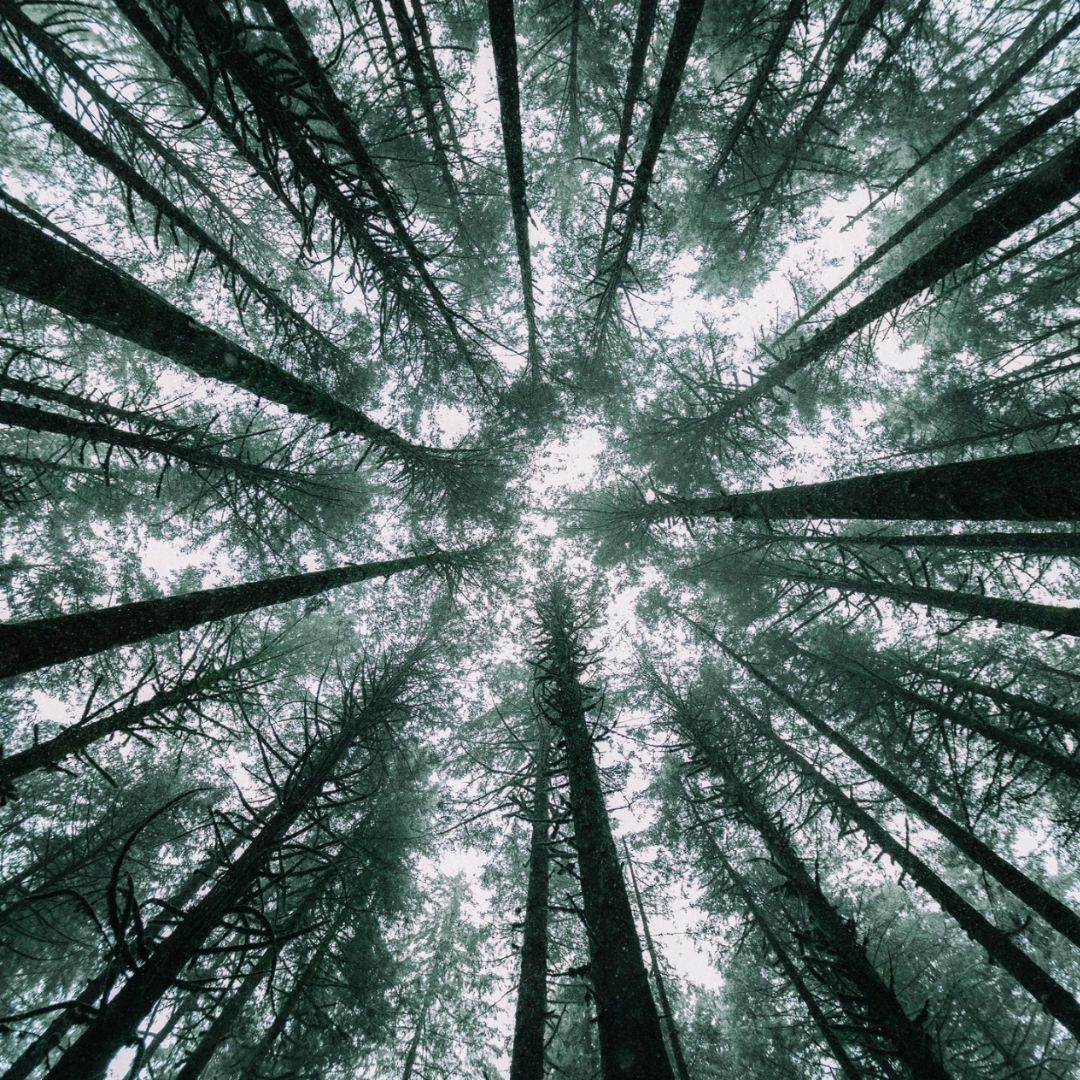 Upcycled ingredients